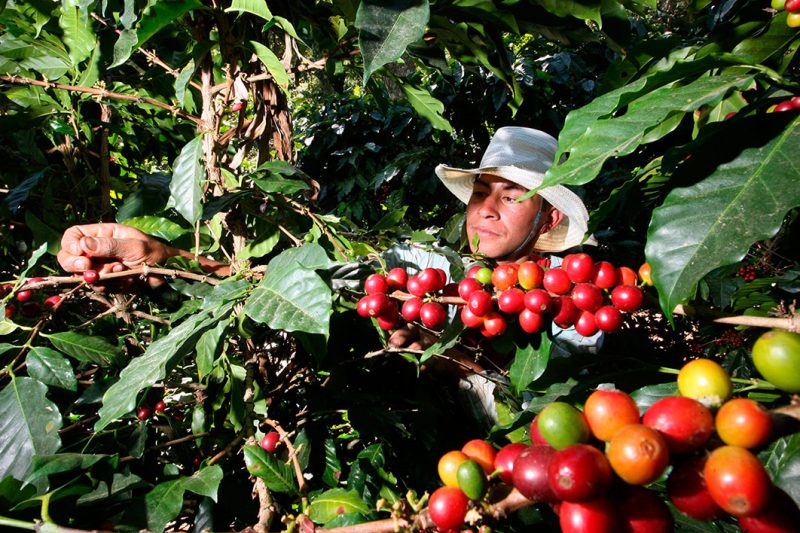 Coffee harvesters in Nicaragua